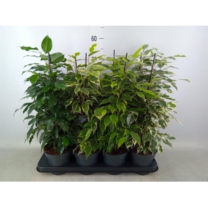 Ficus benja.   ...mix