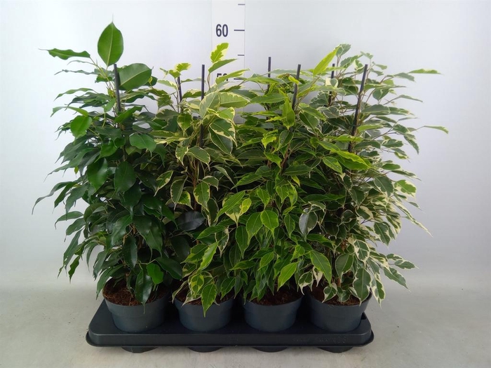 <h4>Ficus benja.   ...mix</h4>
