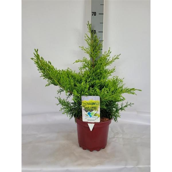 <h4>Juniperus media 'Gold Star' C3 25-30</h4>
