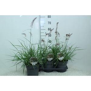 Pennisetum orientale
