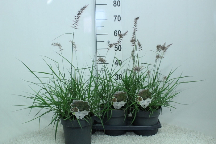 <h4>Pennisetum orientale</h4>