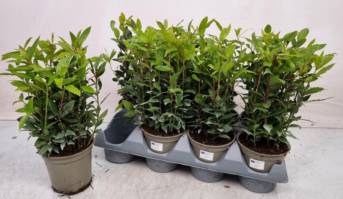 <h4>LAU NOBILIS</h4>