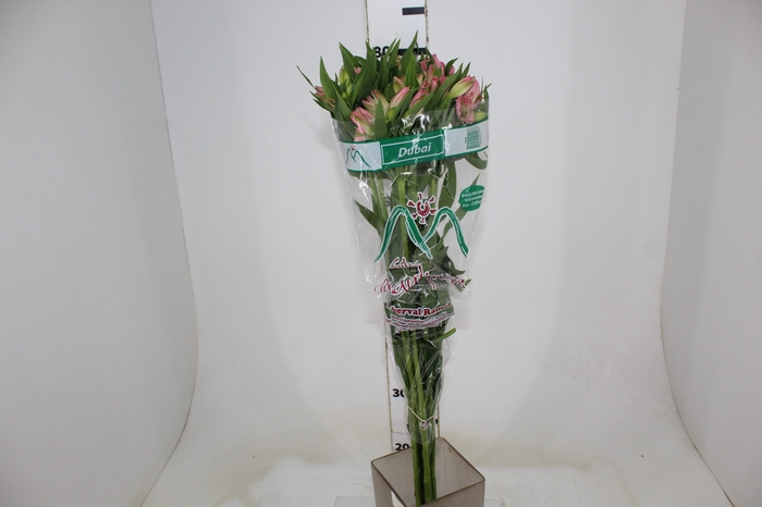 <h4>ALSTROEMERIA DUBAI 080 CM</h4>