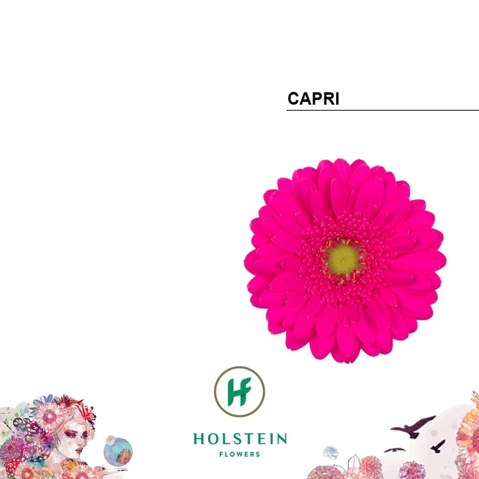 <h4>GE MI CAPRI</h4>