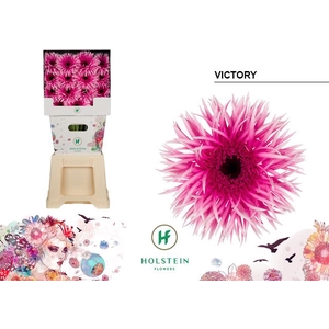 Gerbera Spider Victory Diamond
