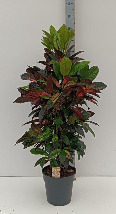 <h4>COD KL MRS ICETON</h4>