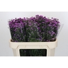 Aster Baby Pink