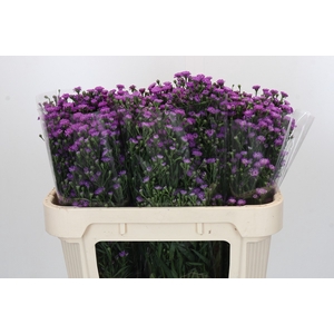 Aster Baby Pink