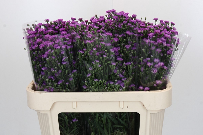 Aster Baby Pink