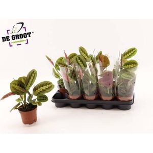 !! PROMO !! MARANTA FASCINATOR P12