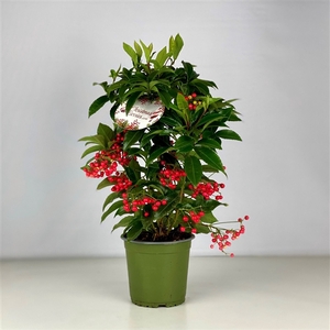 Ardisia crenata Bospremium Red XXL Maximale lengte leverbaar 2024