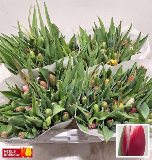 <h4>TU EN GM 4 KLEUREN</h4>