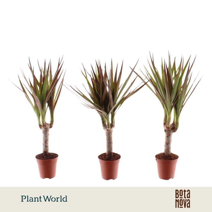<h4>Tiny Tummy Dracaena Magenta</h4>