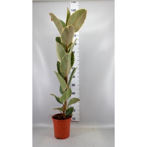 Ficus elastica 'Tineke'
