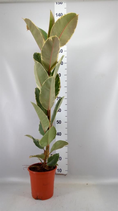 <h4>Ficus elastica 'Tineke'</h4>