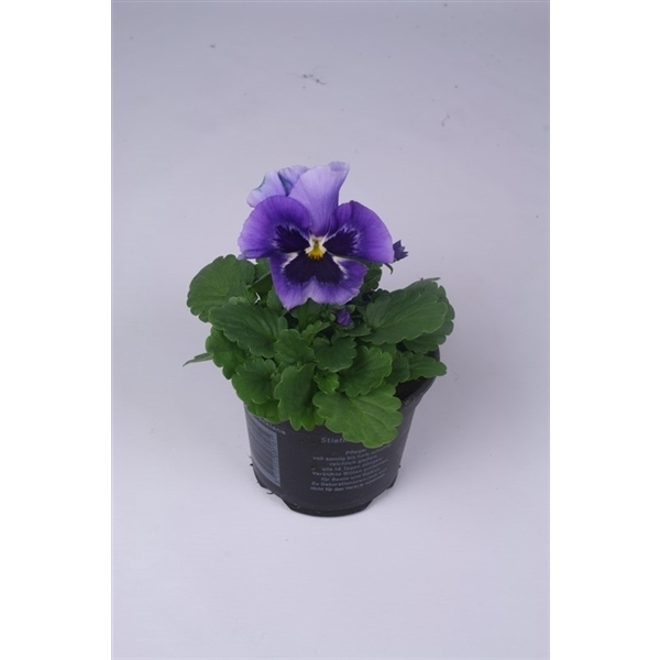 <h4>Viola x wittrockiana 'Flair Light Blue'</h4>