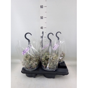 Ceropegia woodii 'Variegata'