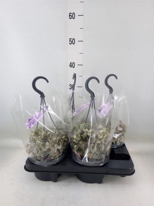 <h4>Ceropegia woodii 'Variegata'</h4>