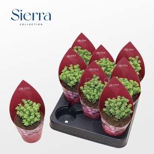 Sierra's - Crassula Tom Thumb