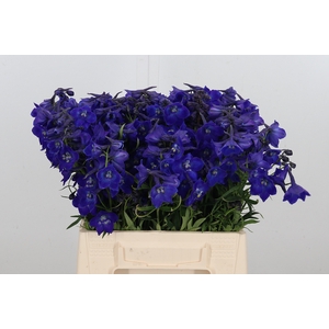 Delphinium Be Atlantis