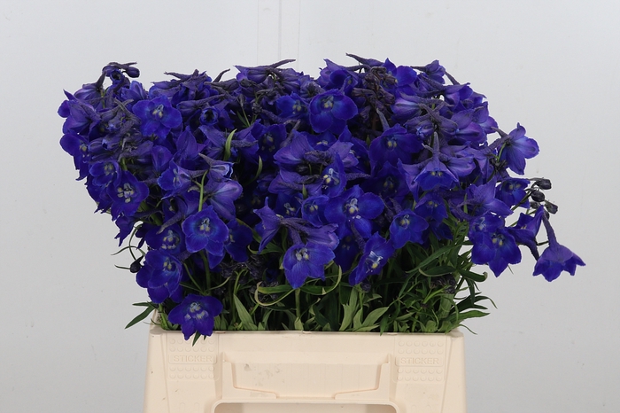 <h4>Delphinium Be Atlantis</h4>