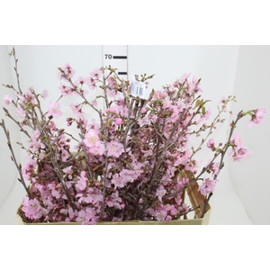 FOLH CEREJEIRA JAPONESA