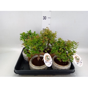 Bonsai   ...mix
