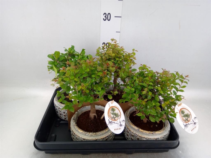 <h4>Bonsai   ...mix</h4>