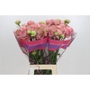 Ranunculus Roamnce Supreme Pink