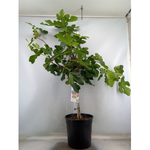 Ficus carica