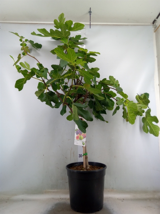 <h4>Ficus carica</h4>