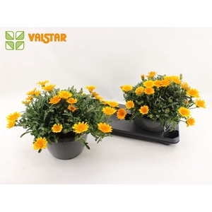 Gazania splen. 'Gelbe Jupiter'