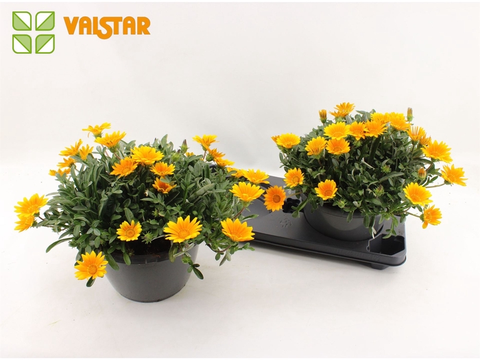 <h4>Gazania splen. 'Gelbe Jupiter'</h4>
