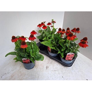 ECHINA SOM SALSA RED
