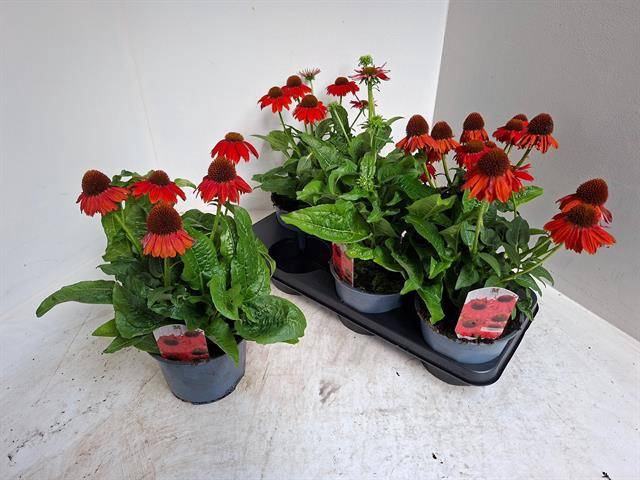 <h4>ECHINA SOM SALSA RED</h4>