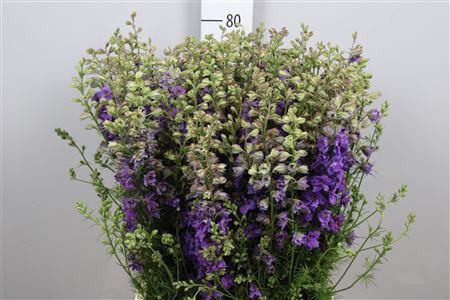 <h4>Cons R Q Violet/lilac</h4>