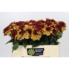 Dahlia Creme de Cognac