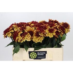 Dahlia Creme de Cognac