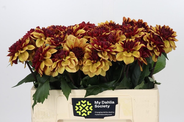 <h4>Dahlia Creme de Cognac</h4>
