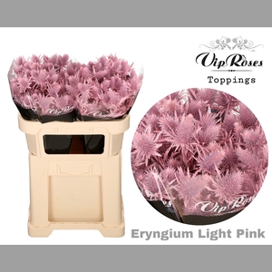 ERYNGIUM SUPERNOVA LIGHT PINK 60cm