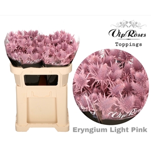 ERYNGIUM SUPERNOVA LIGHT PINK 60cm