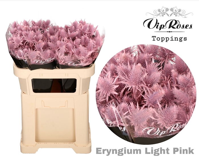 <h4>Eryngium Supernova Light Pink 60cm</h4>
