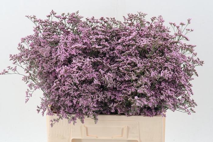 <h4>Lim Saf Oshi Pink</h4>