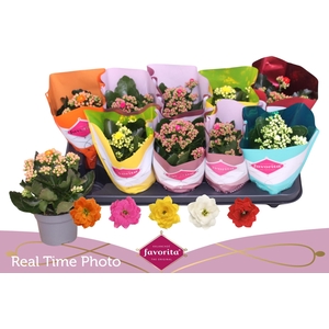 KAL GE PERF GEM 4 KL