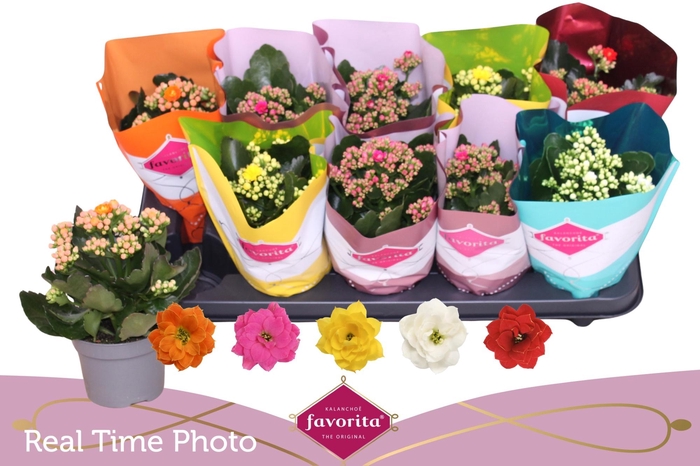 <h4>KAL GE PERF GEM 5 KL</h4>