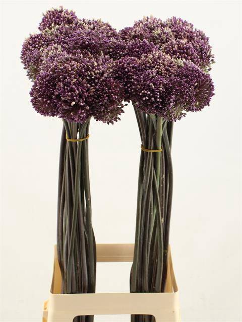 <h4>ALLIUM SUMMER DRUMME</h4>