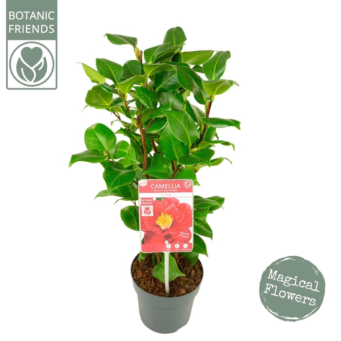 <h4>Camellia japonica</h4>