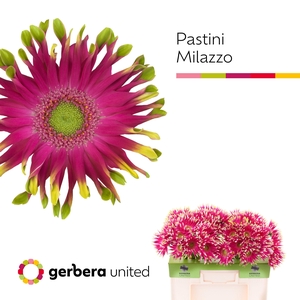 GE KV PASTINI MILAZZ