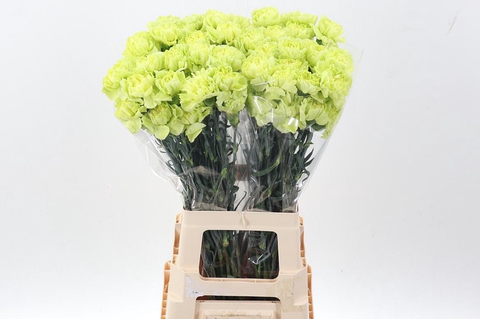 <h4>Di St Green Park hi</h4>