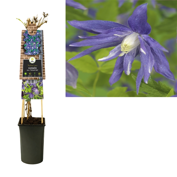 <h4>Clematis macr. 'Maidwell Hall' +3.0 label</h4>